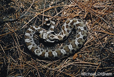 Heterodon platirhinos