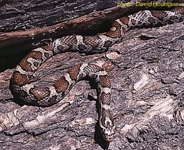 Lampropeltis triangulum triangulum