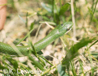 Opheodrys vernalis