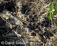 Pantherophis gloydi
