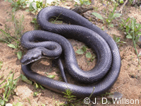 Pantherophis spiloides