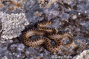 Pituophis catenifer catenifer