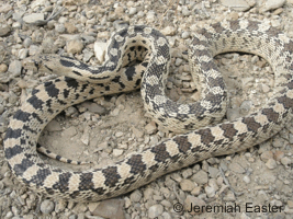 Pituophis catenifer deserticola