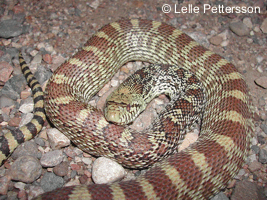 Bullsnake