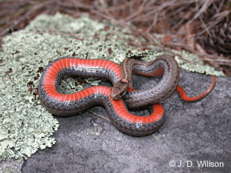 Storeria occipitomaculata