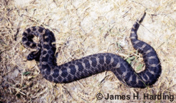 Massasauga