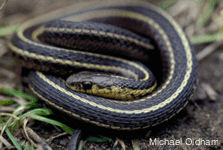 Thamnophis butleri