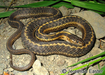 Thamnophis elegans vagrans