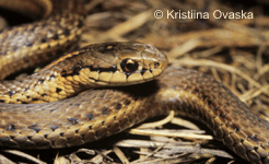 Thamnophis ordinoides