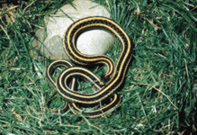 Thamnophis radix