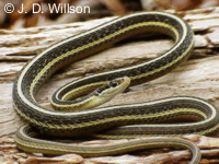 Thamnophis sauritus septentrionalis