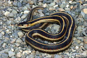 Thamnophis sirtalis fitchi