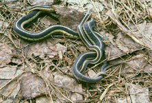 Common Gartersnake