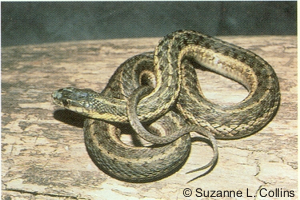 Thamnophis sirtalis pallidulus