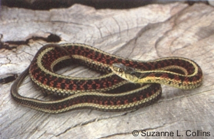 Couleuvre rayée à flancs rouges