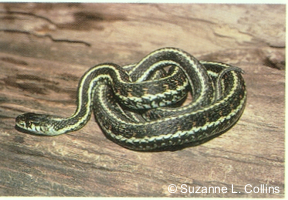 Thamnophis sirtalis pickeringii