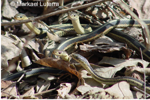 Thamnophis sirtalis sirtalis