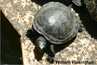 Tortue de l'Ouest