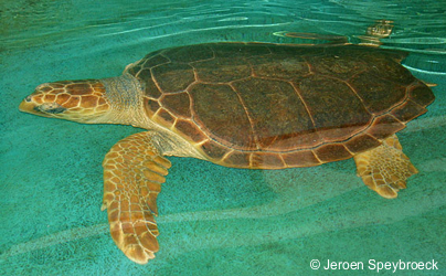 Caretta caretta