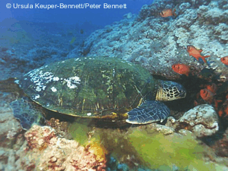 Chelonia mydas