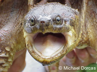 Snapping Turtle