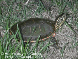 Tortue peinte de l'ouest