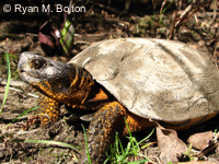 Tortue des bois