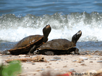 Tortue géographique