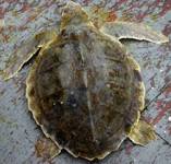 Lepidochelys kempii