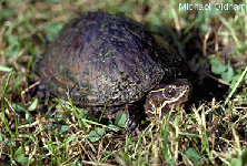 Tortue musquée