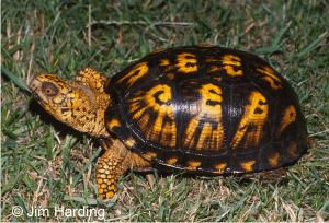 Tortue boîte de l'est