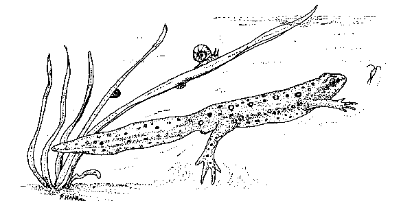tadpole