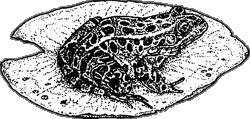 frog