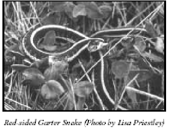 snake