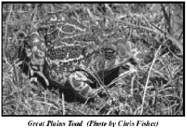 toad