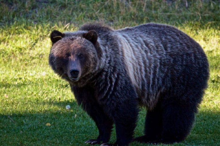 Ban Hunt of Grizzlies