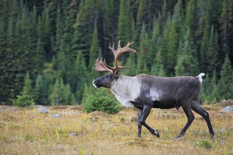 Caribou Canada