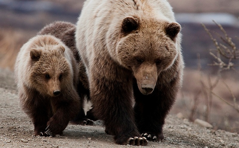 Grizzlies 