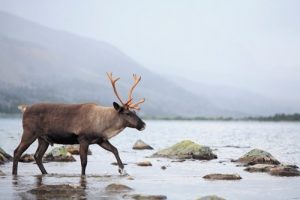 Caribou Protection