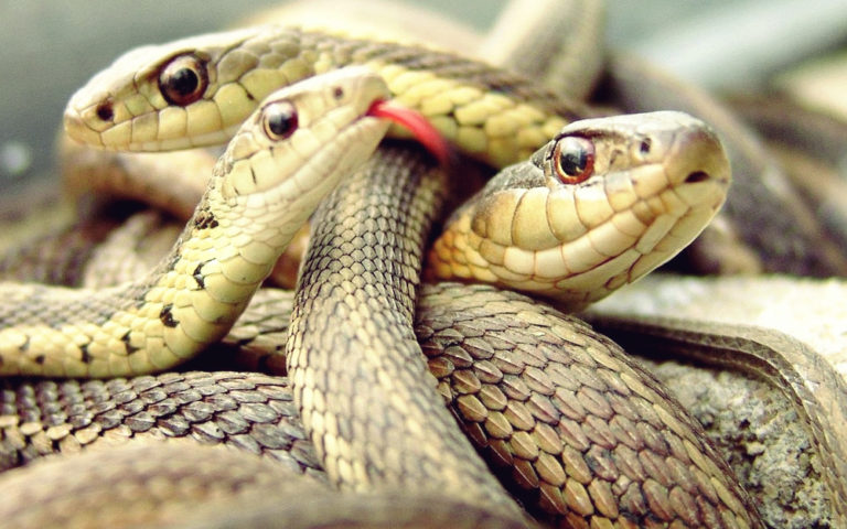 Snakes in Canada – CARC-NET