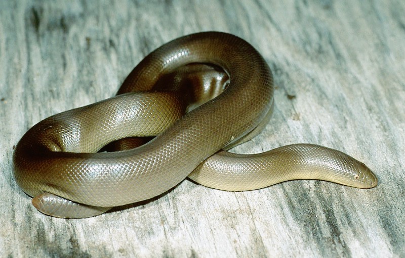 Coastal Rubber Boa